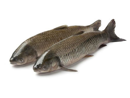 草魚