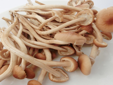 茶樹菇