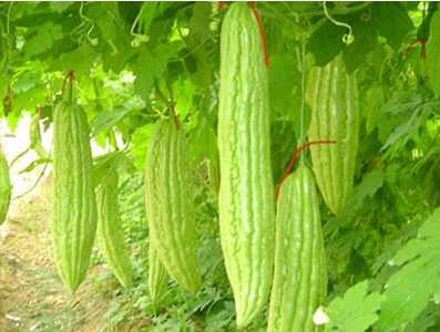 劃得著常見(jiàn)養(yǎng)身蔬菜有哪些？